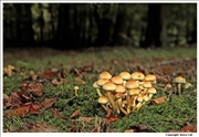 Sulphur Tuft